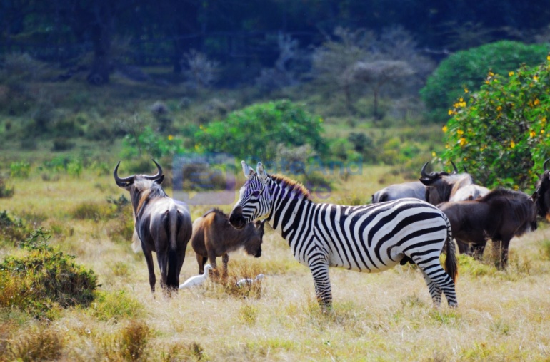 The Digital Jungle — How AI Is Mapping Animal Behavior Better Than Humans Ever Could