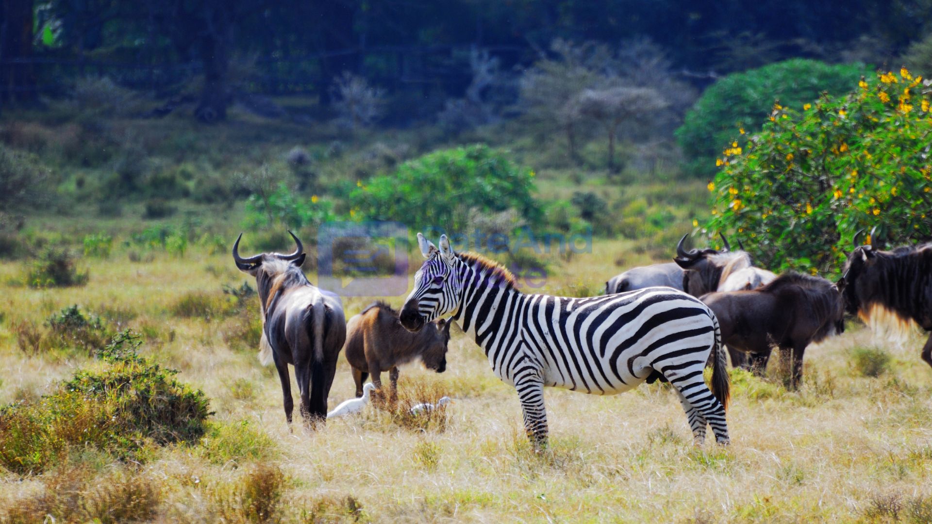 The Digital Jungle — How AI Is Mapping Animal Behavior Better Than Humans Ever Could