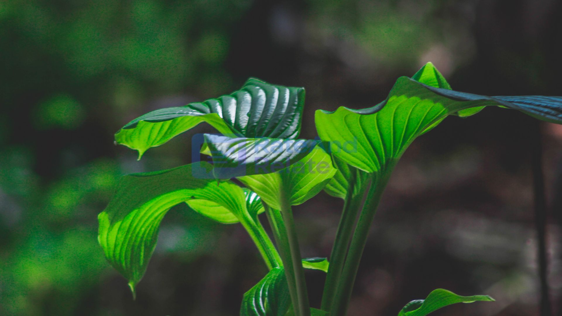 The Cyber Botanical Age — When Plants Start Talking Through Sensors
