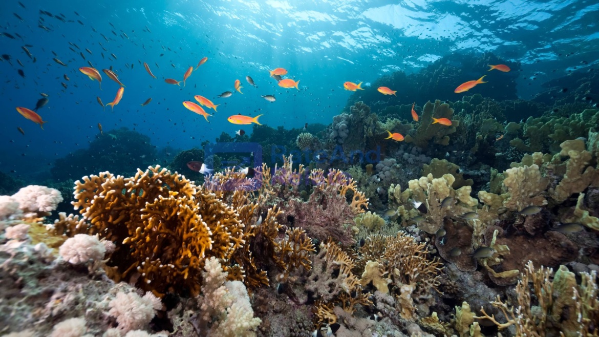 Quiet Oceans — How AI is reducing underwater noise pollution