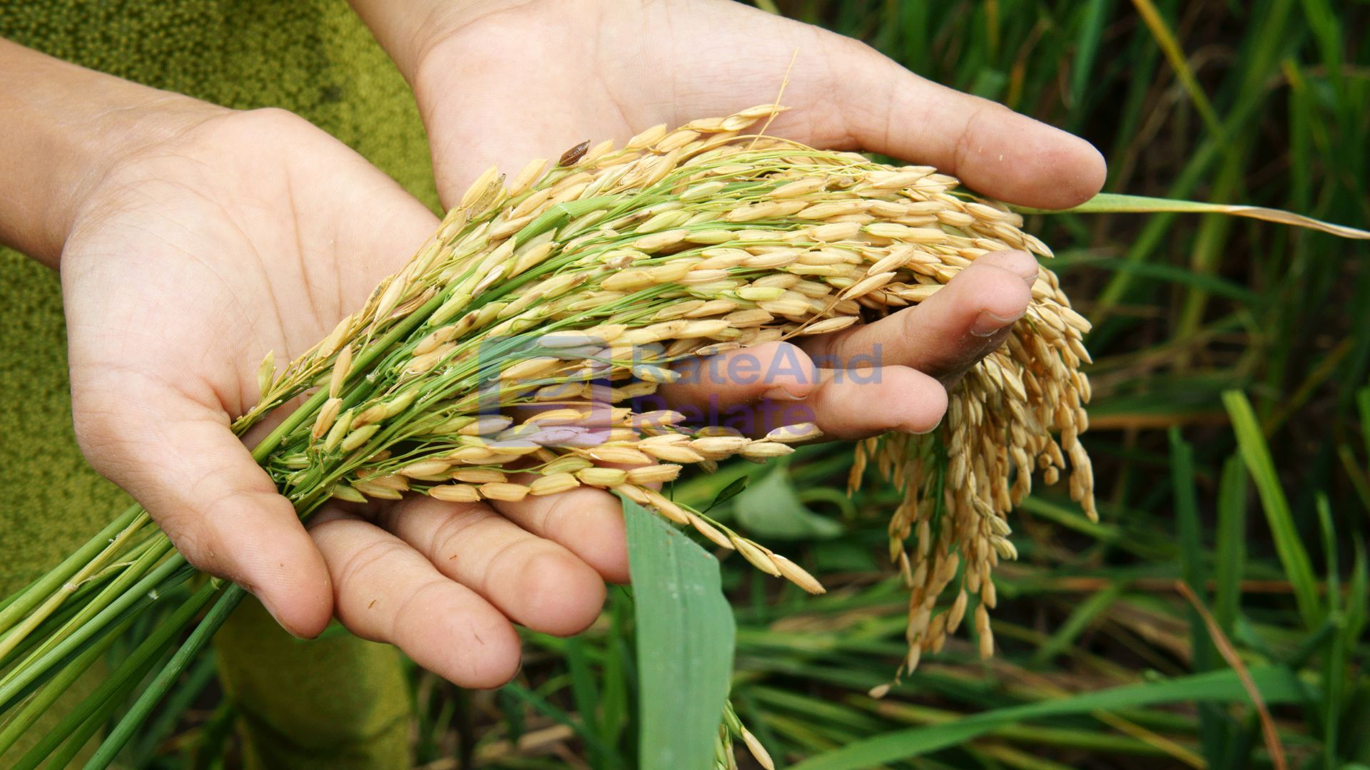 Food security beyond calories: nutrition quality matters